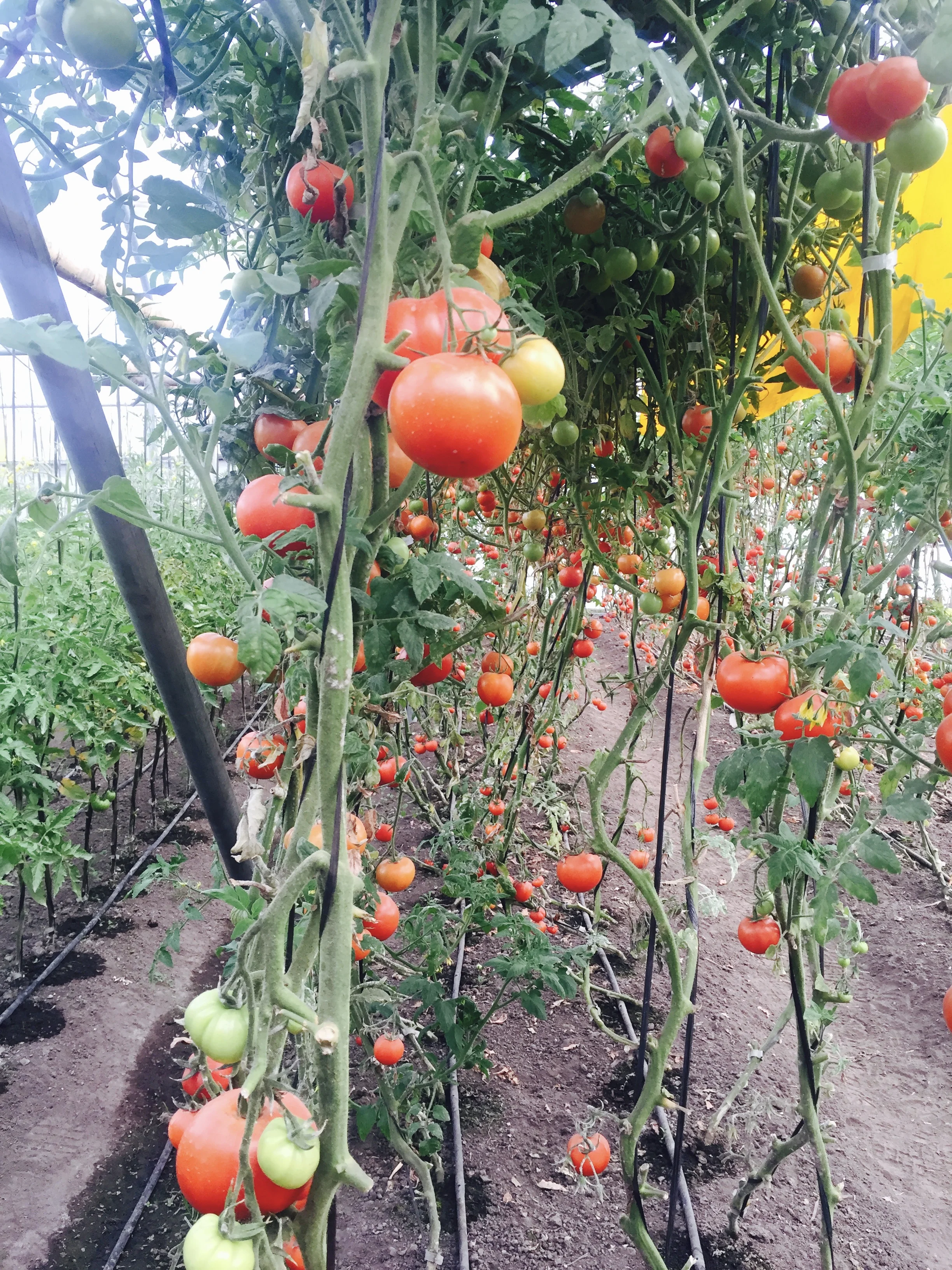 Tomates organicos de Tierra Verde