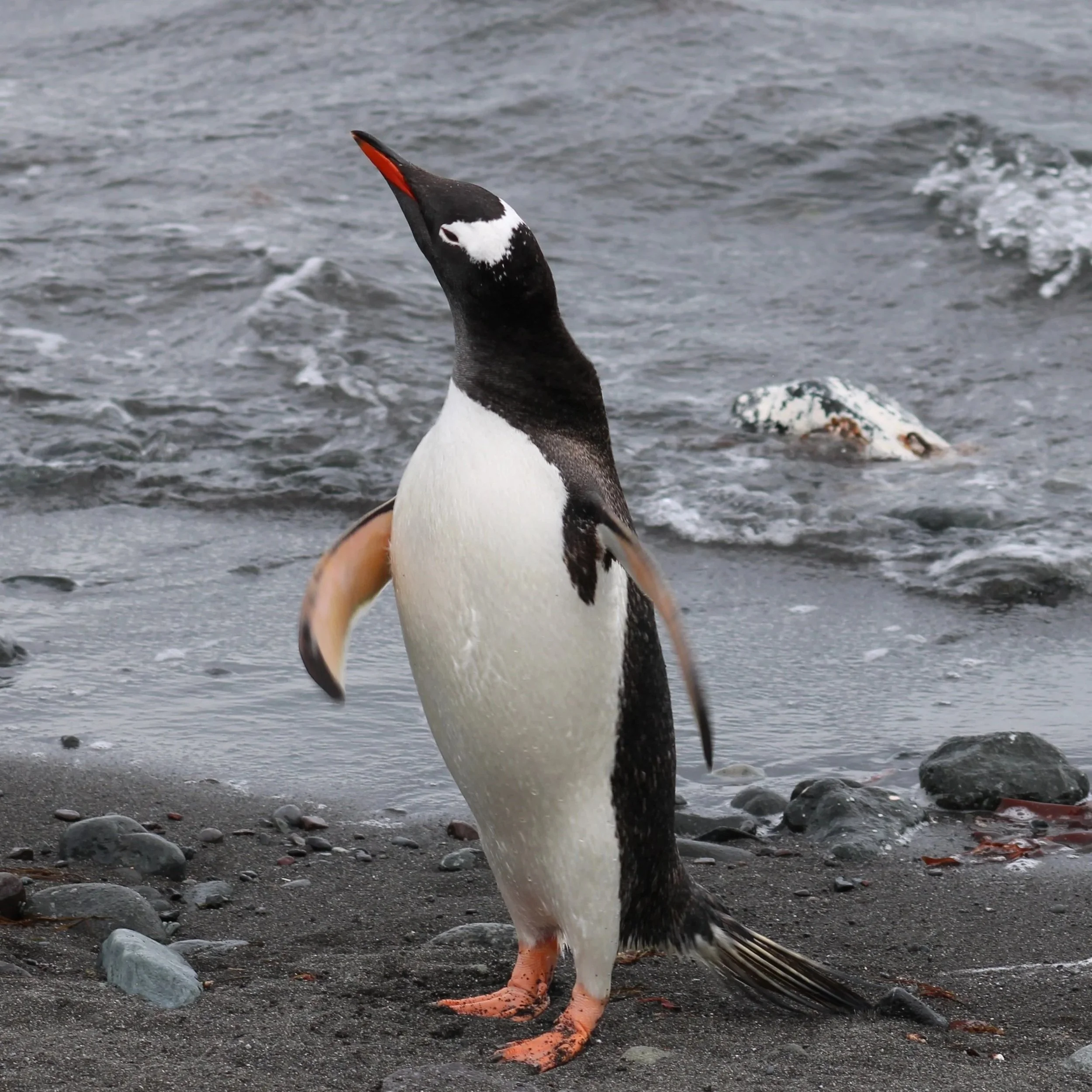Gentoo penguin