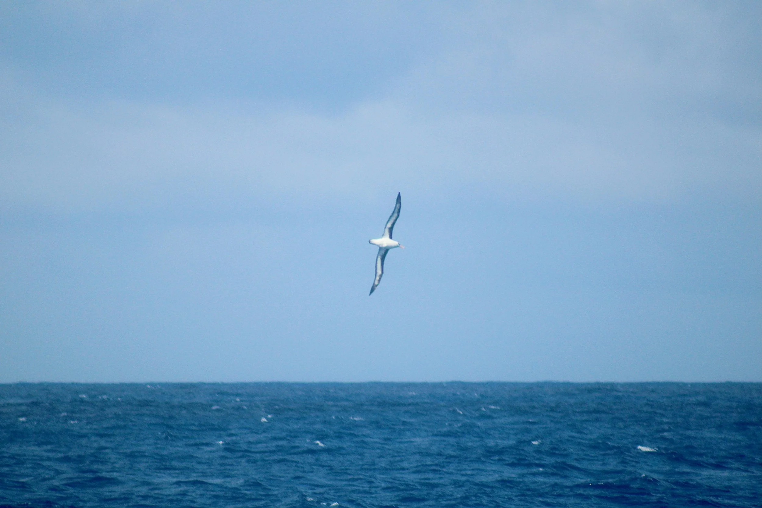 Wandering albatross