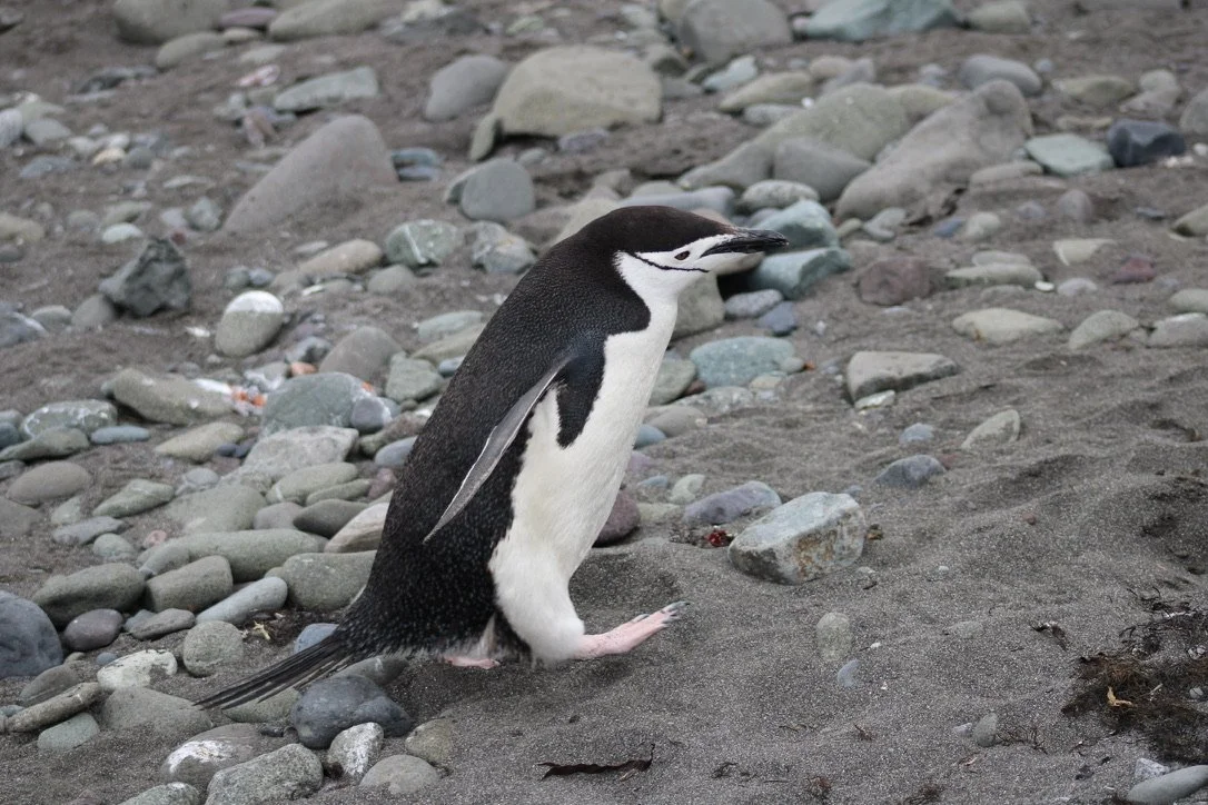 Chinstrap penguin