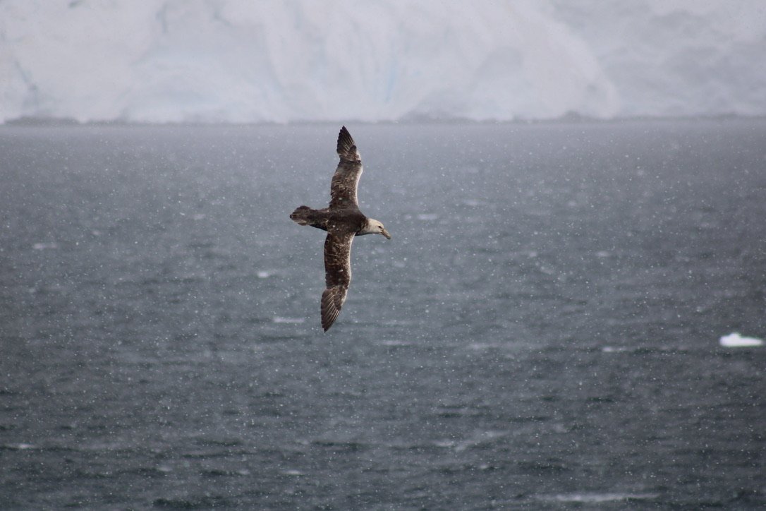 Southern giant petrel