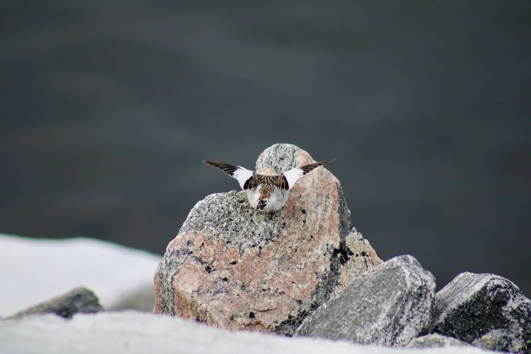 Snow bunting