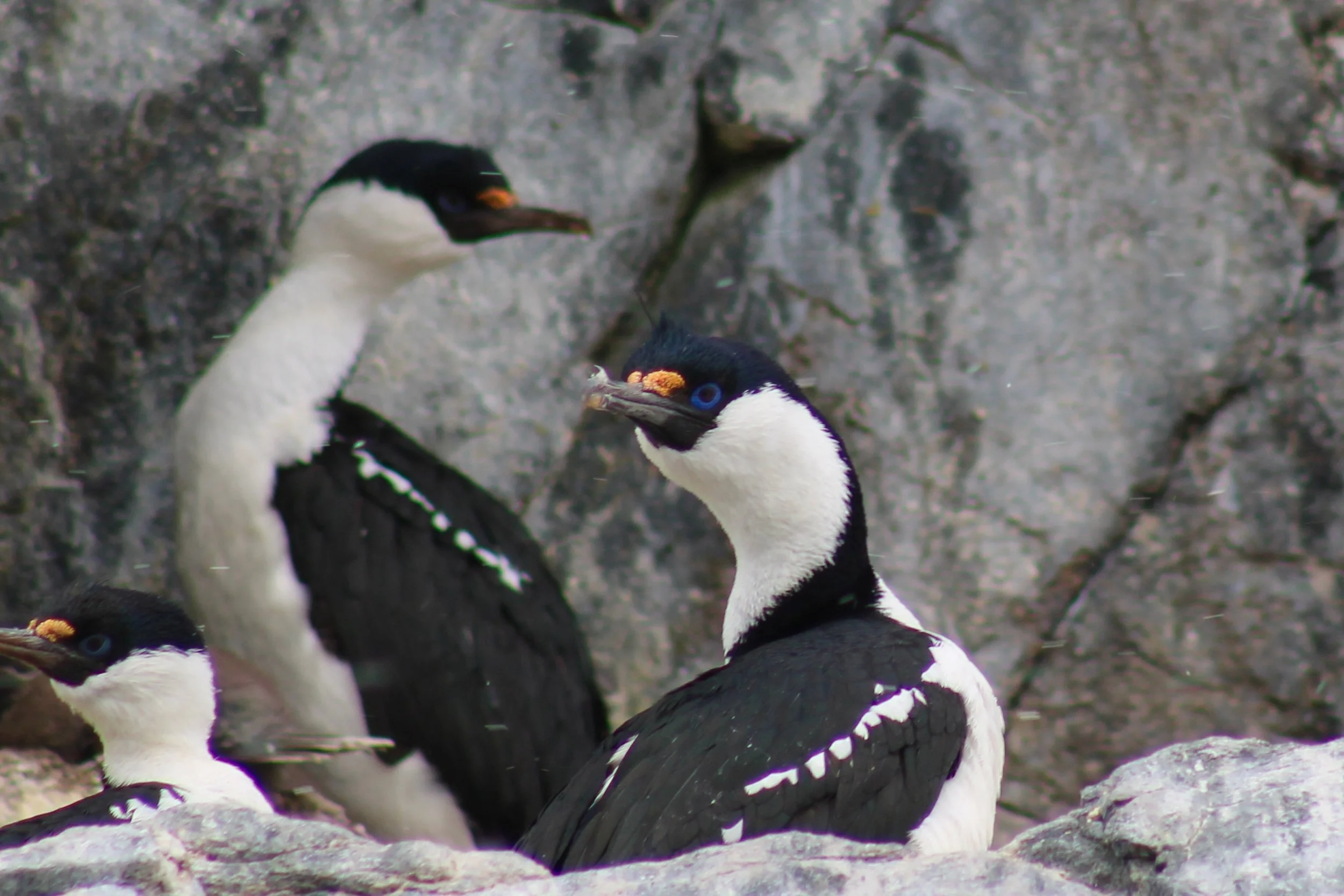 Blue-eyed shag