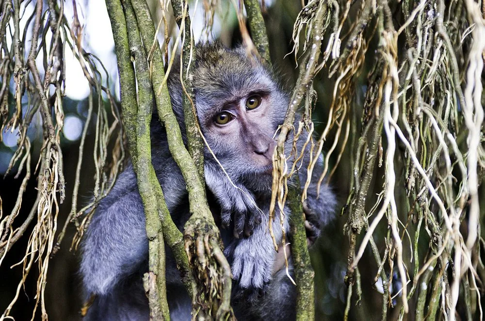 monkey-web.jpg