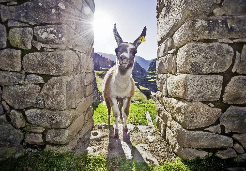 llama_machu_picchu.jpg