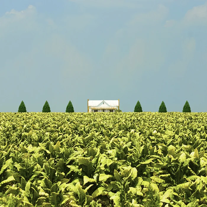 tobacco_plantation_print_small_web.jpg