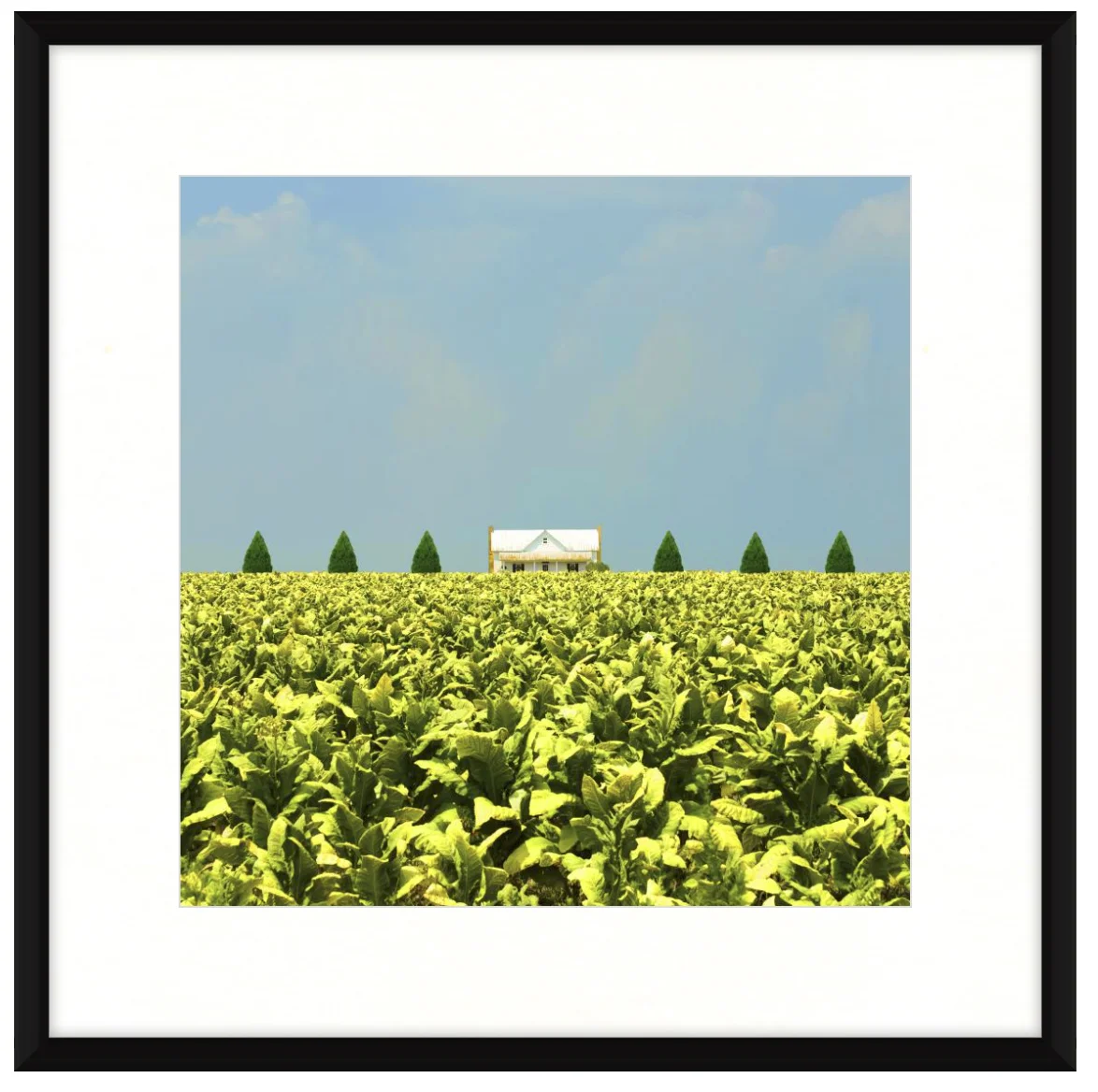 tobacco_plantation_framed.jpg