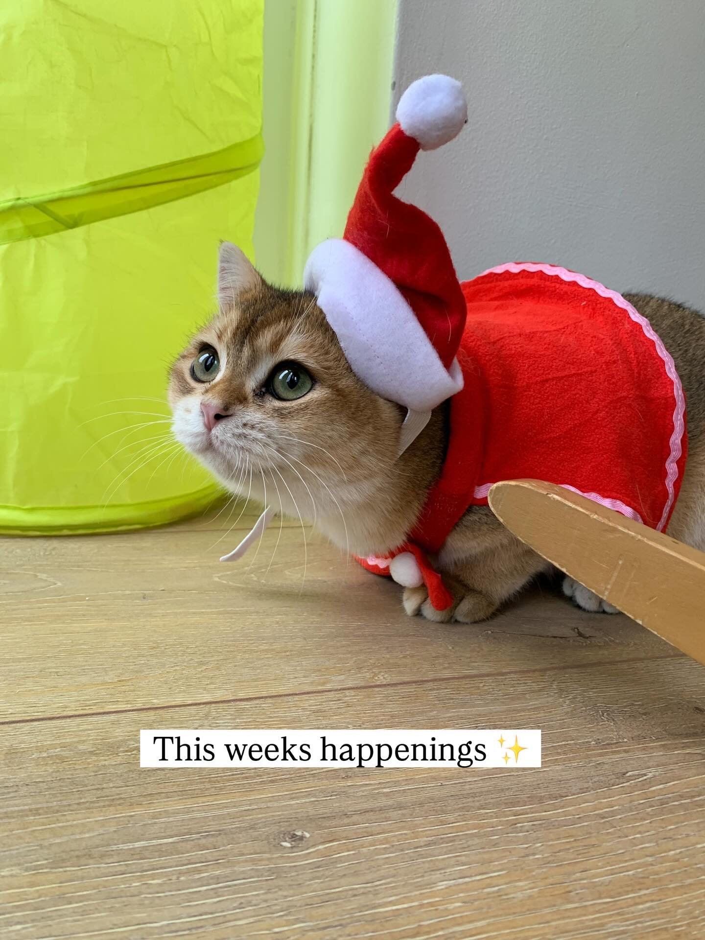 This weeks stoodio happenings ✨