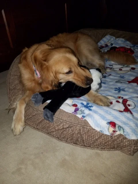 Lacie happy at home with her toy