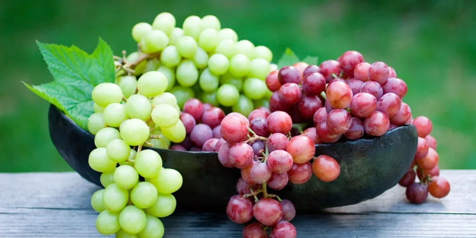 Even a small amount of grapes can cause kidney failure in dogs and we don't know what makes some dogs more sensitive than others! Better to be safe than sorry!