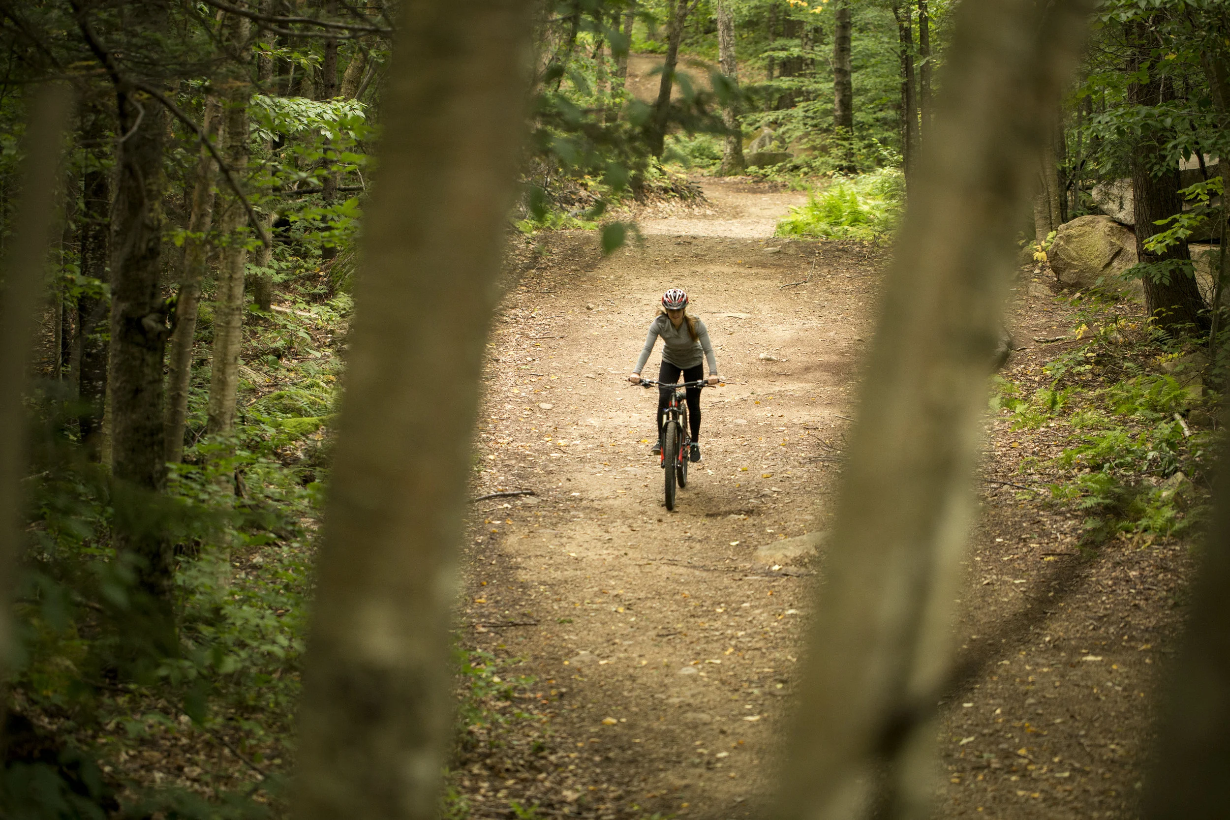 biketrees.jpg