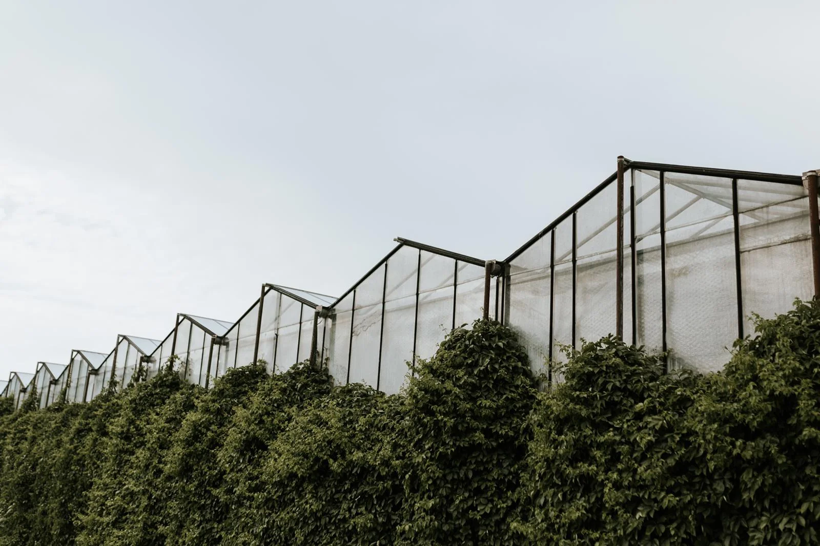 Wedding-Greenhouse-Amsterdam84.jpeg