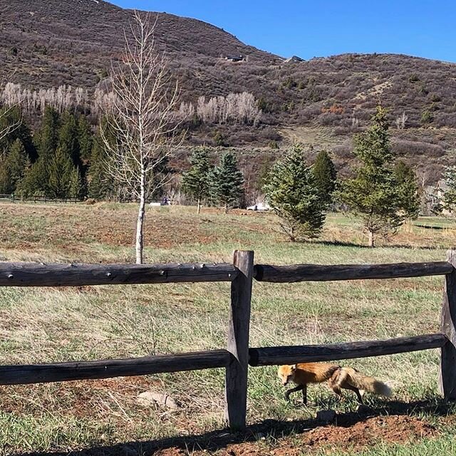 Little 🦊 checking out the project... #projectwoodycreek #home #aspensnowmass #dreamhome #ranchhouse #lifewithhorses