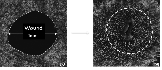Figure 1. Mosaic image of 1mm wound at day 0 and day 9 after wounding.