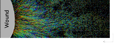 Figure 2. Cell tracks in the epidermis 3 days after wounding.