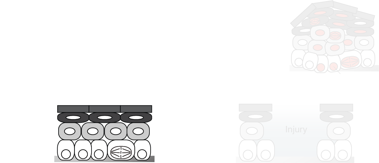 Homeostasis Page Header.png