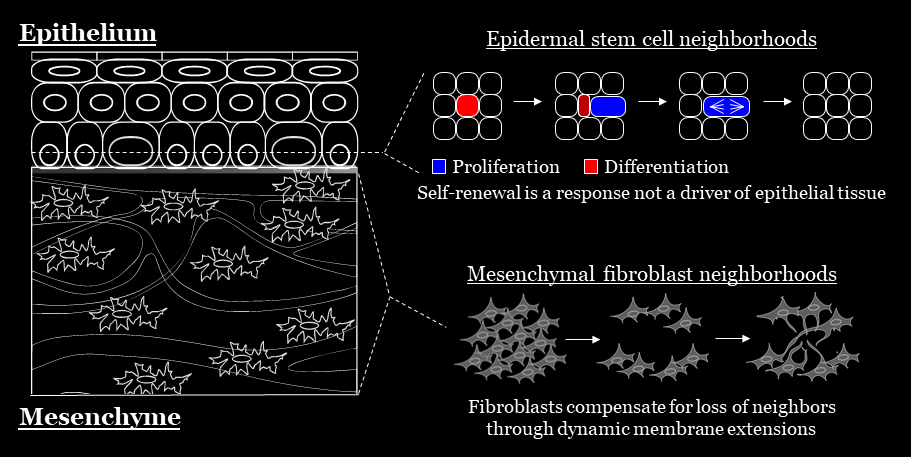 Homeostasis Schematic_v2.png