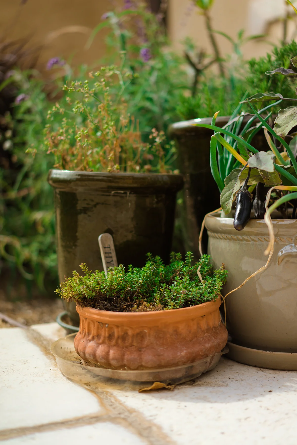Zaatar Lebanese Herbs Recipe — Thyme To