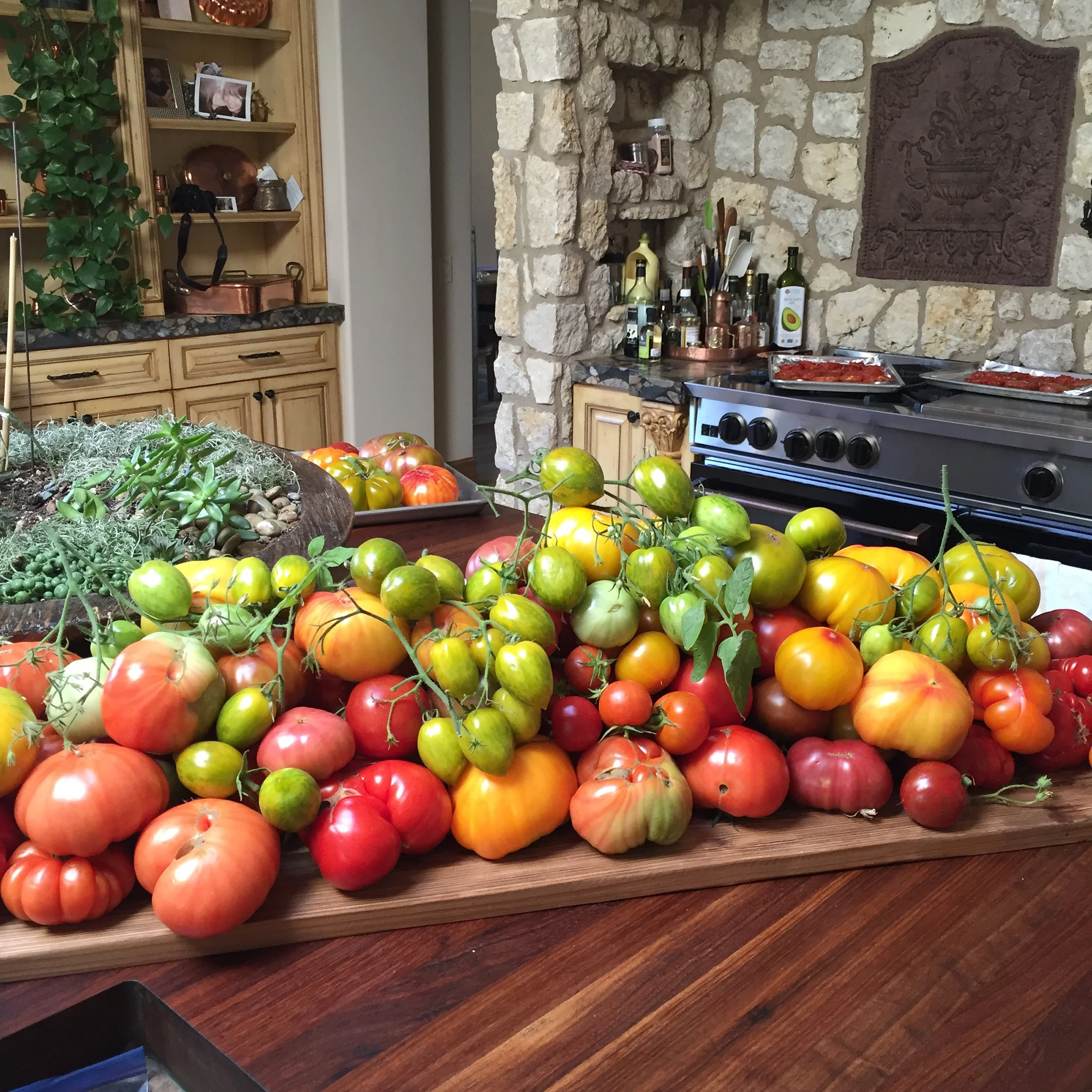 Summer Tomato Harvest