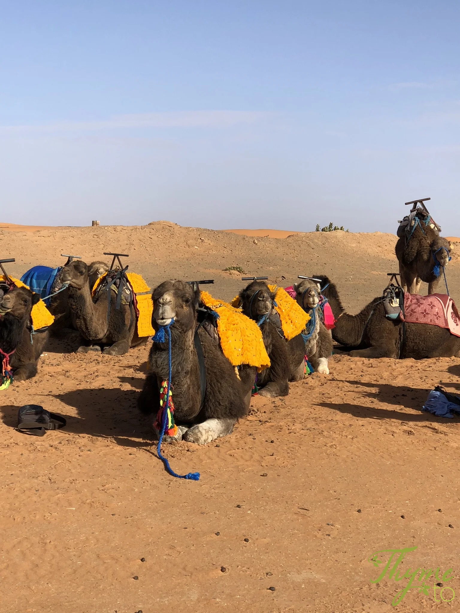 camels.jpg