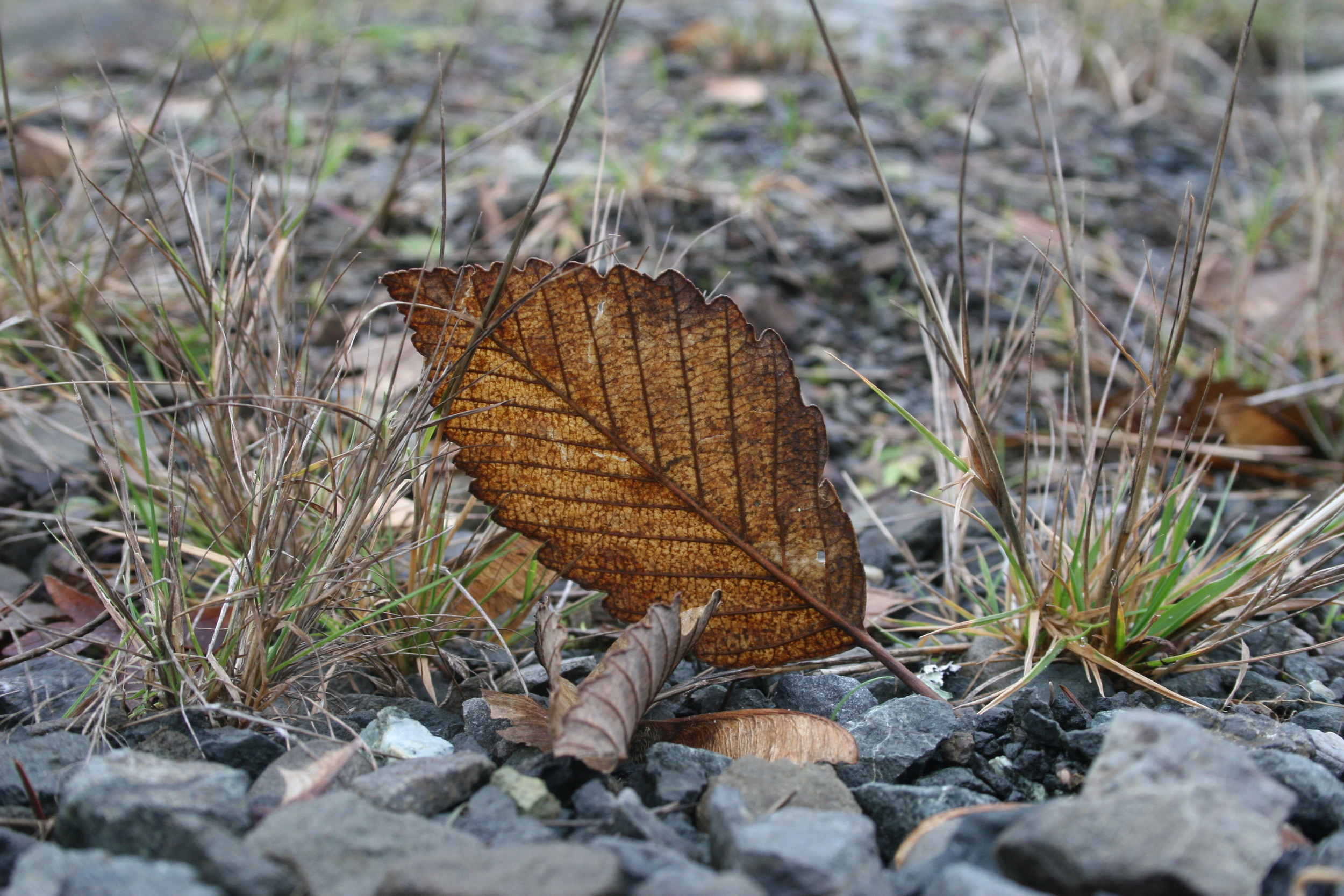 Paper Leaf.jpg