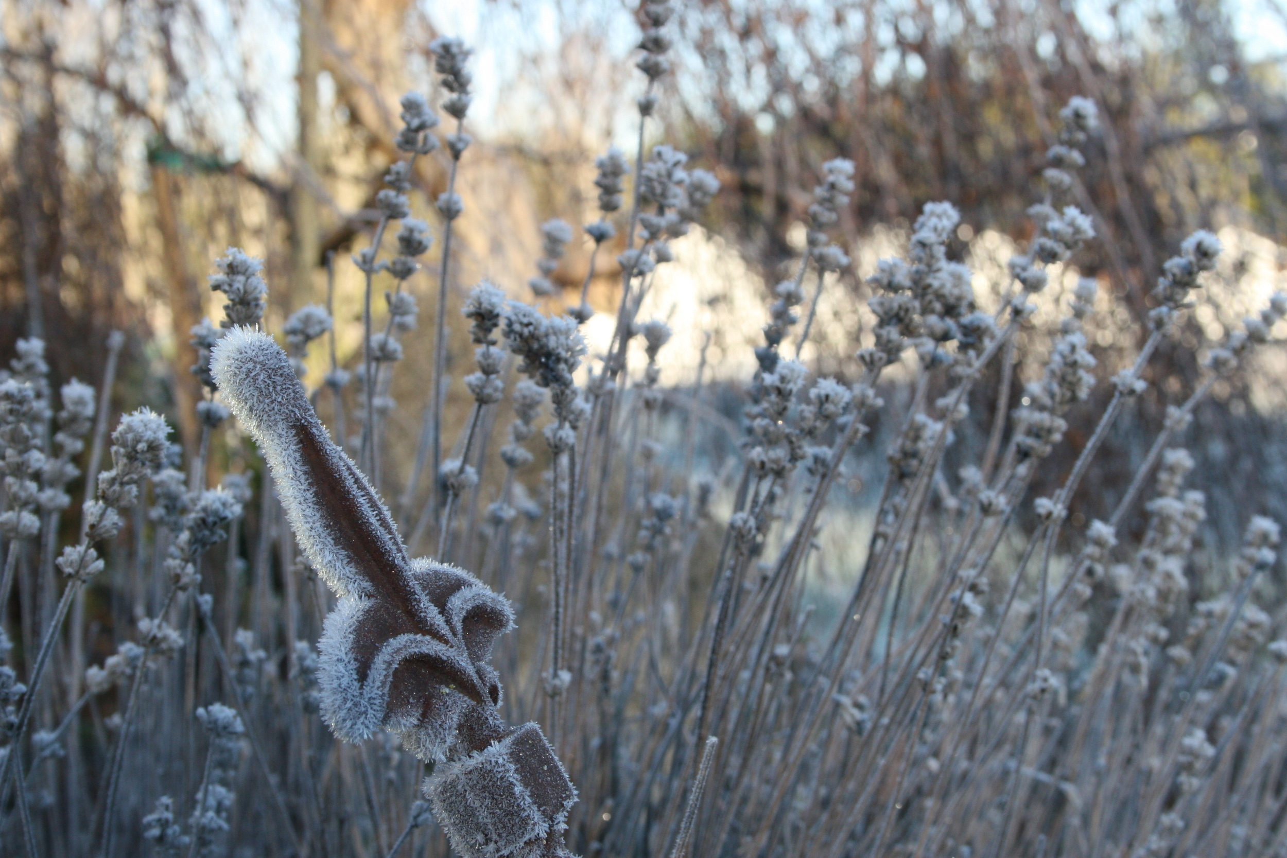 Snow Field.jpg