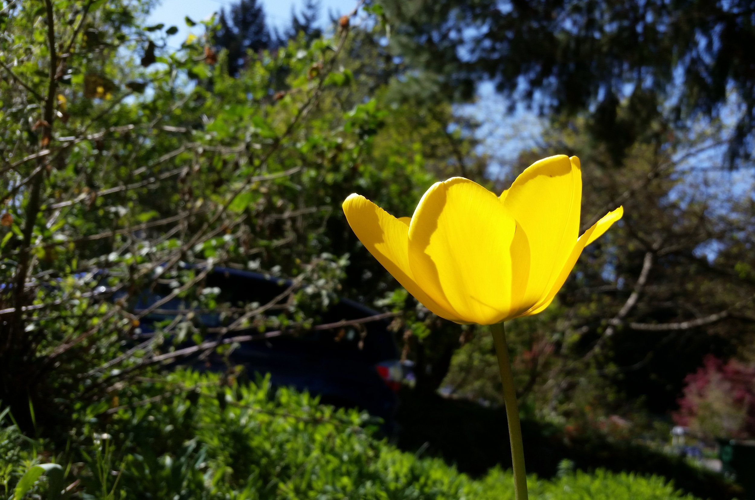 Yellow tulip crop.jpg