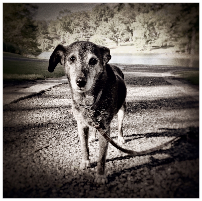 Lottie Dog. Lake Avondale. 2015