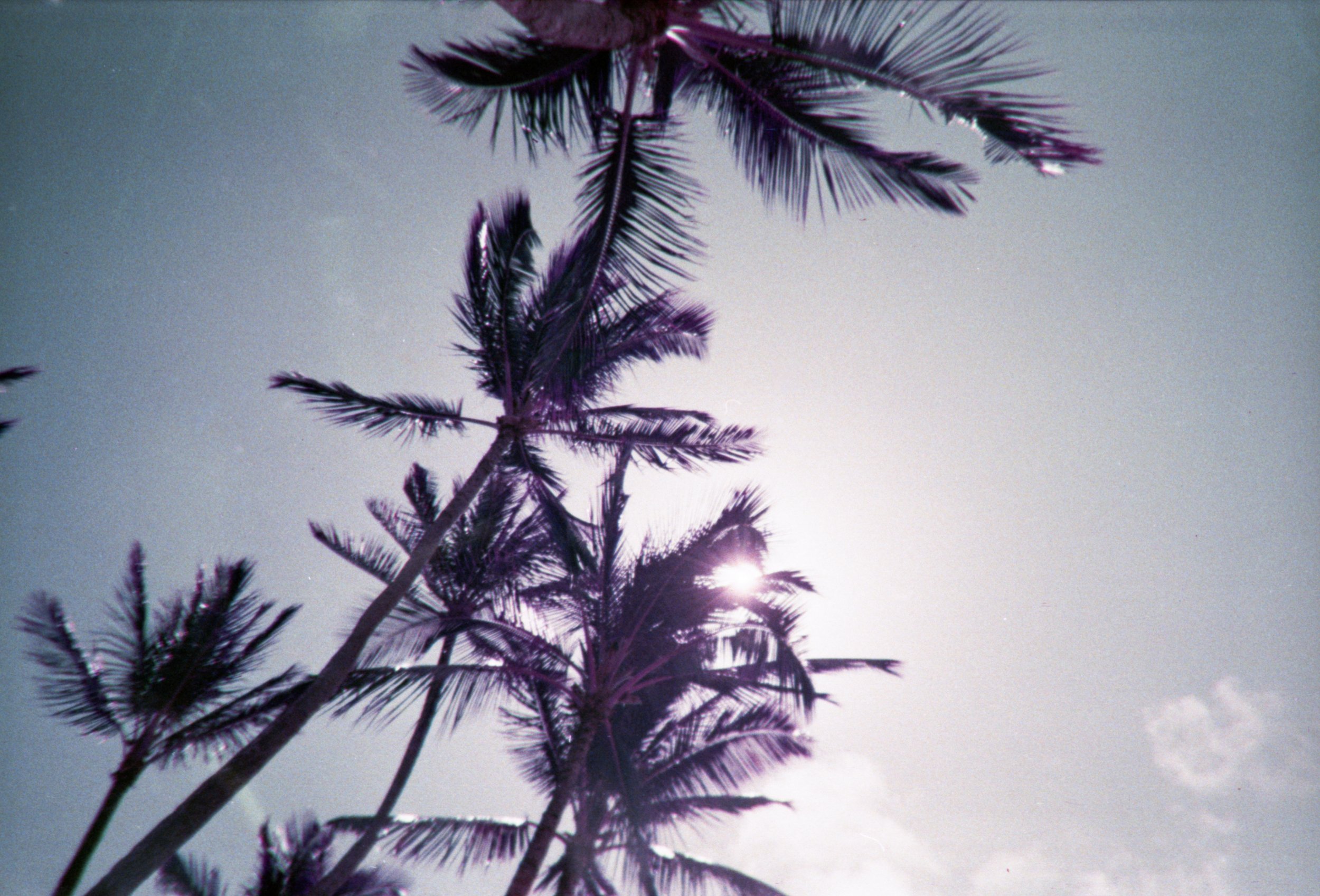 Lomography LomoChrome Purple XR 100-400 Pellicola 120 - Effetti Psichedelici Colori Vibranti - ISO Variabile, Sviluppo C-41