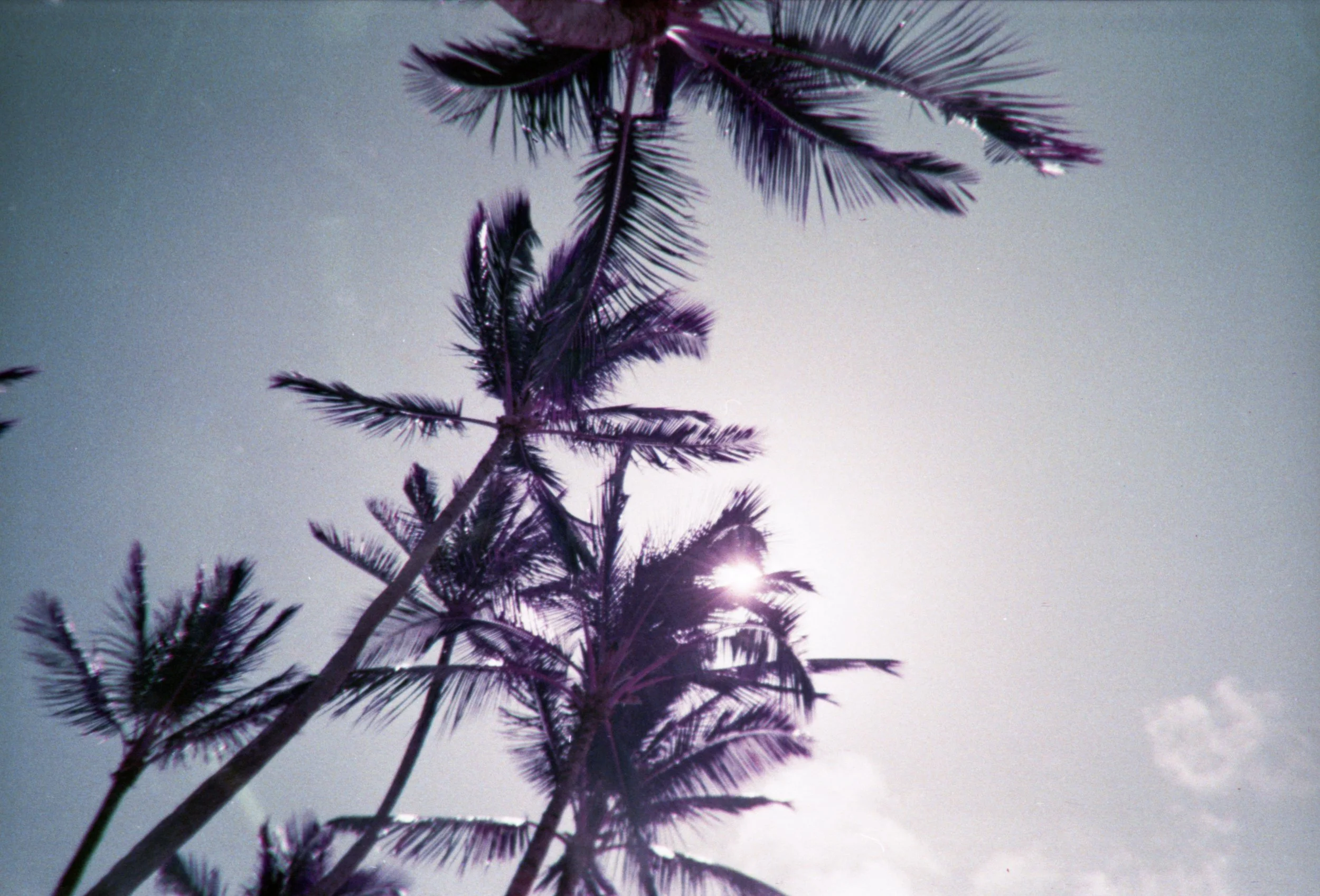 Lomography LomoChrome Purple XR 100-400 Pellicola 120 - Effetti Psichedelici Colori Vibranti - ISO Variabile, Sviluppo C-41