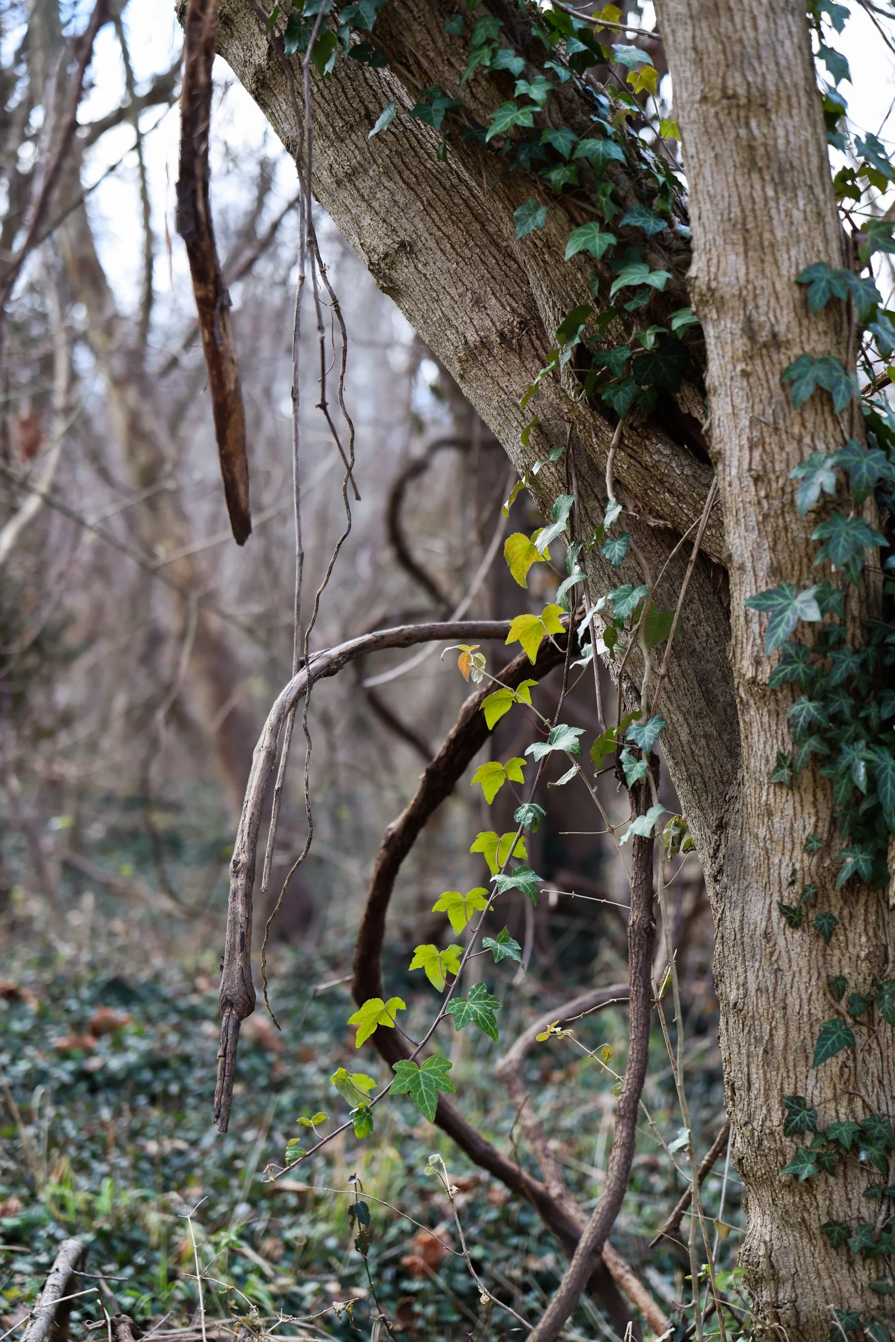 canon r6 mark iii review and sample photos canon rf 28-70mm f-2.8 L IS STM lens-11.jpg