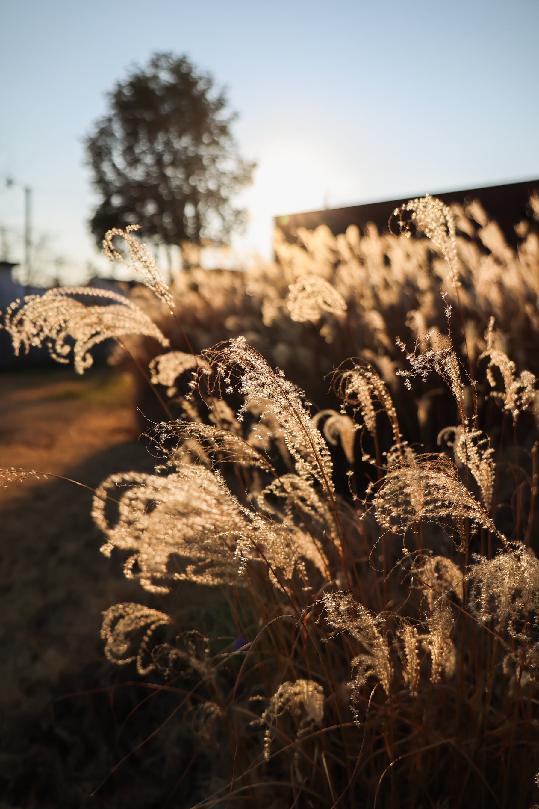 canon r6 mark iii review and sample photos canon rf 28-70mm f-2.8 L IS STM lens-102.jpg