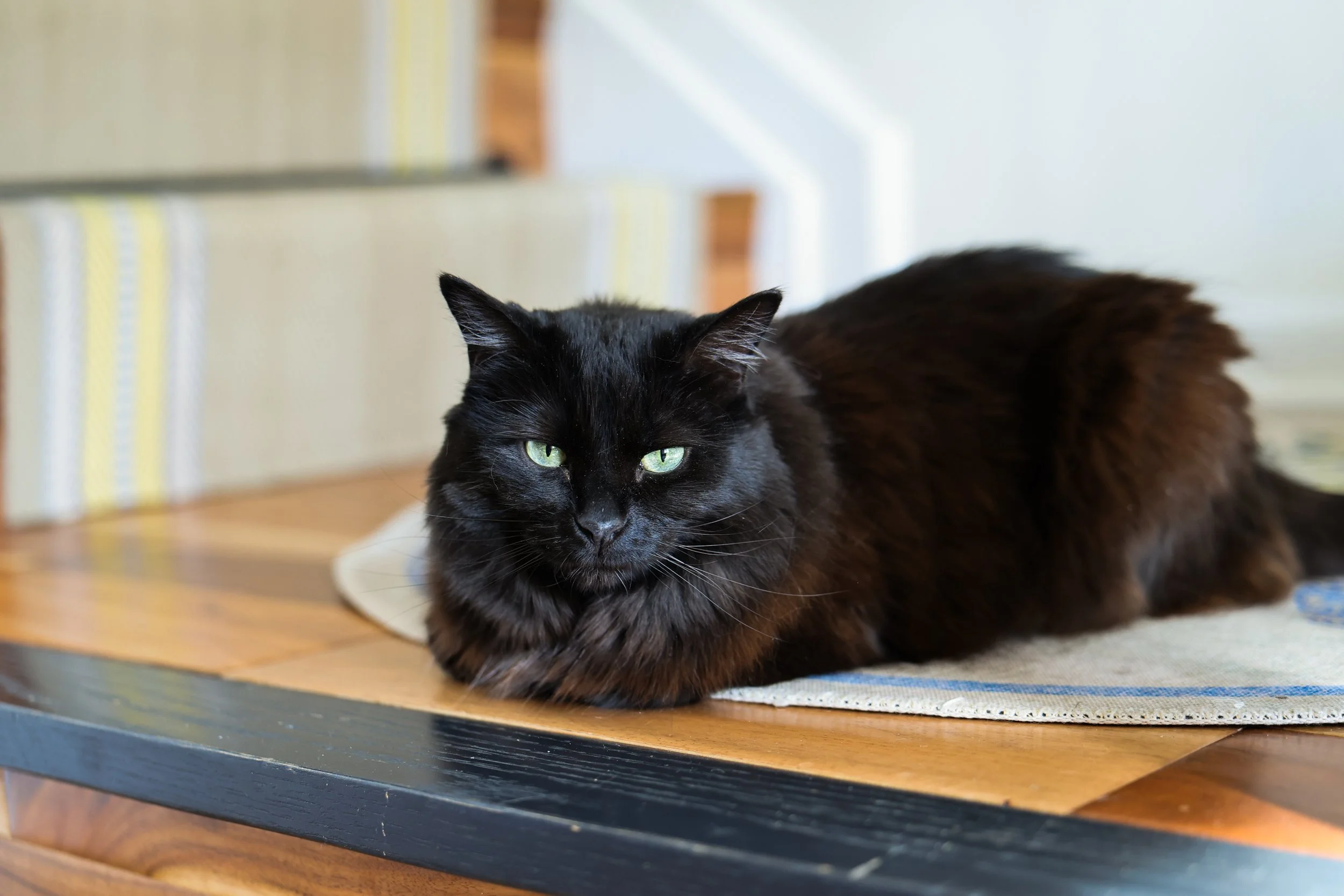 canon r6 mark iii review and sample photos canon rf 28-70mm f-2.8 L IS STM lens-5.jpg