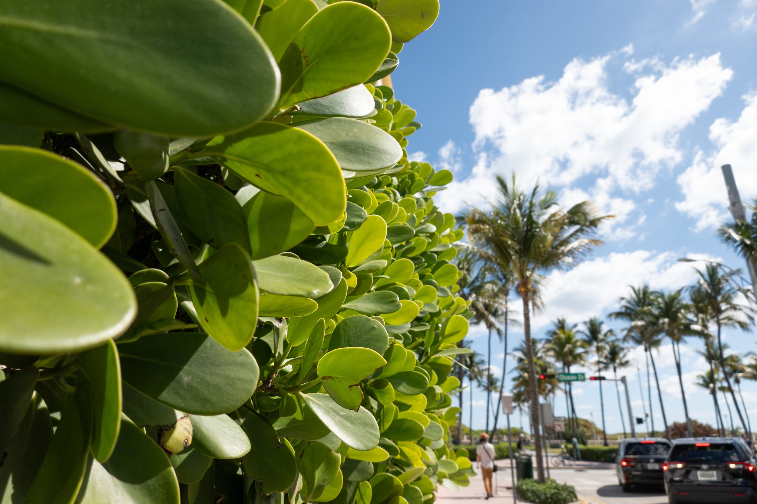 sony rx 100 vii review with sample photos vs ricoh gr iiix-8.jpg