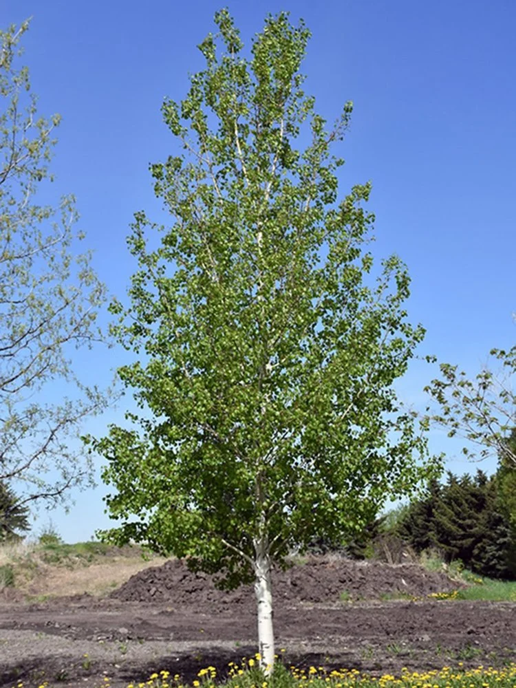Quaking-Aspen_1000px.jpg