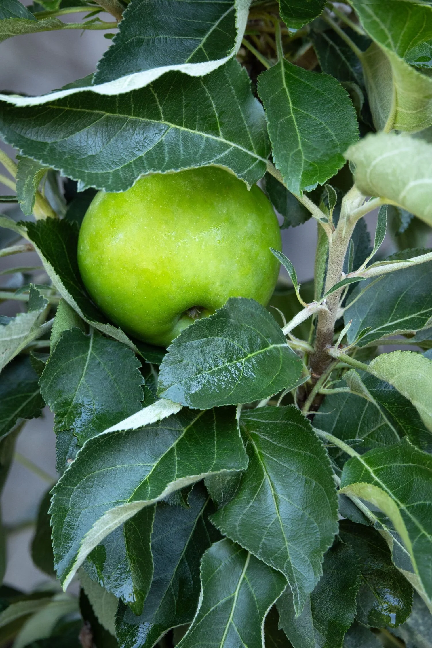 Tangy Green Columnar Apple.jpg