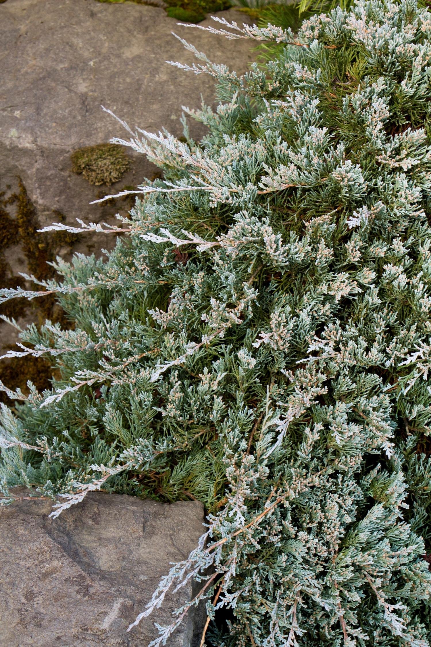 blue rug juniper.jpeg