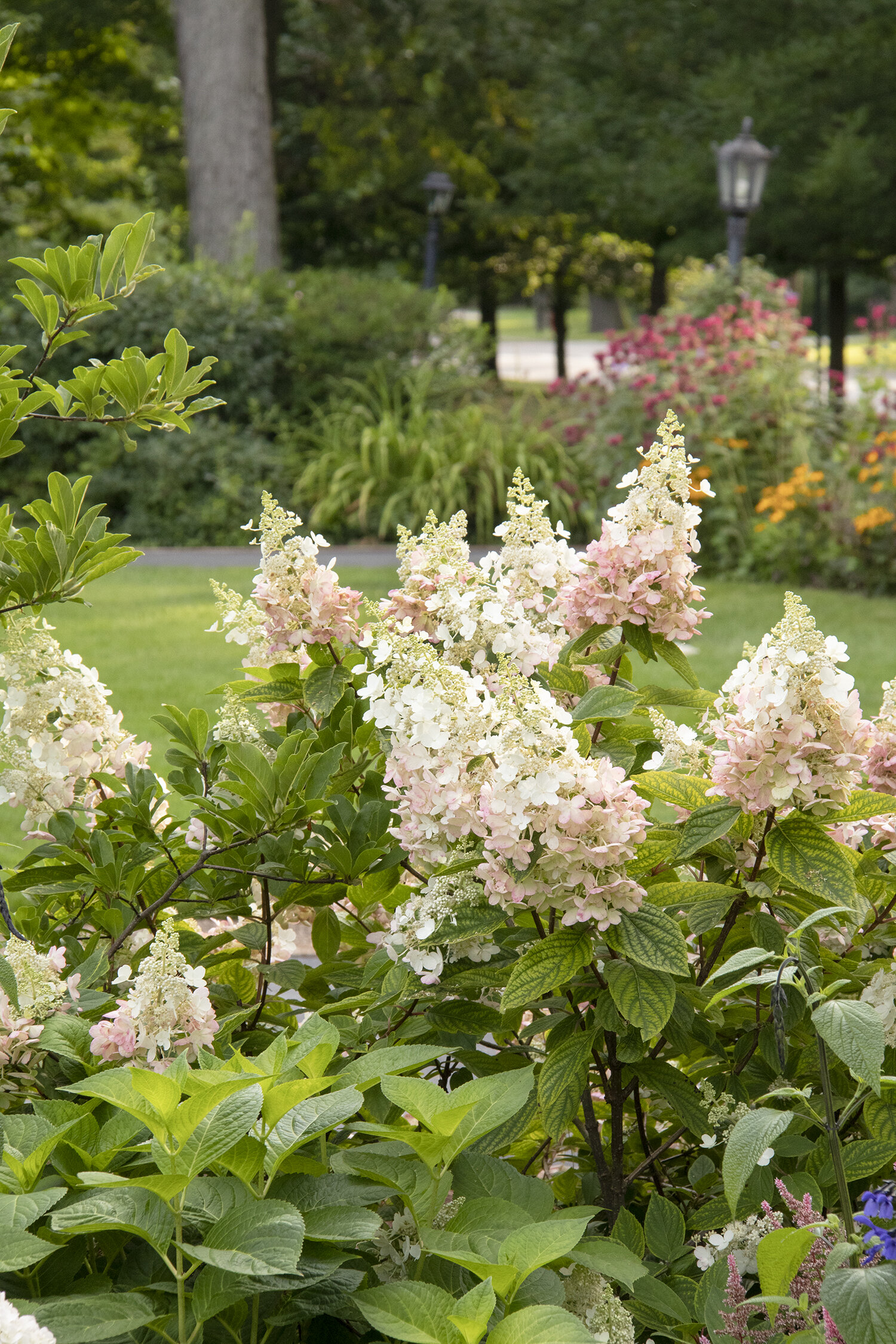 Image of Angels Blush Hydrangea in a Garden