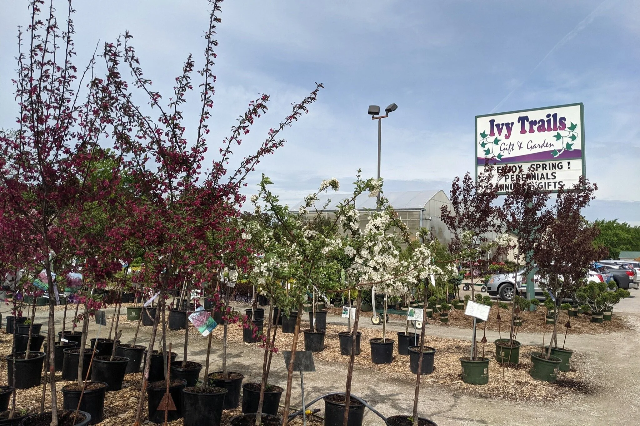 trees+and+shrubs+2.jpg