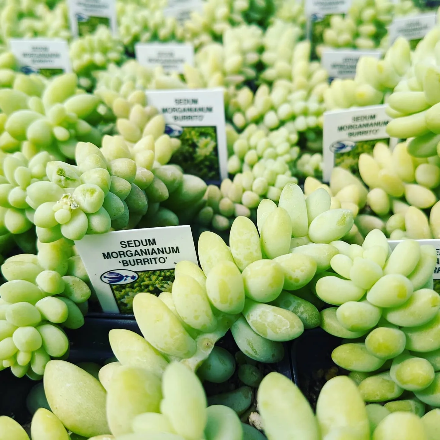succulent 1.jpg