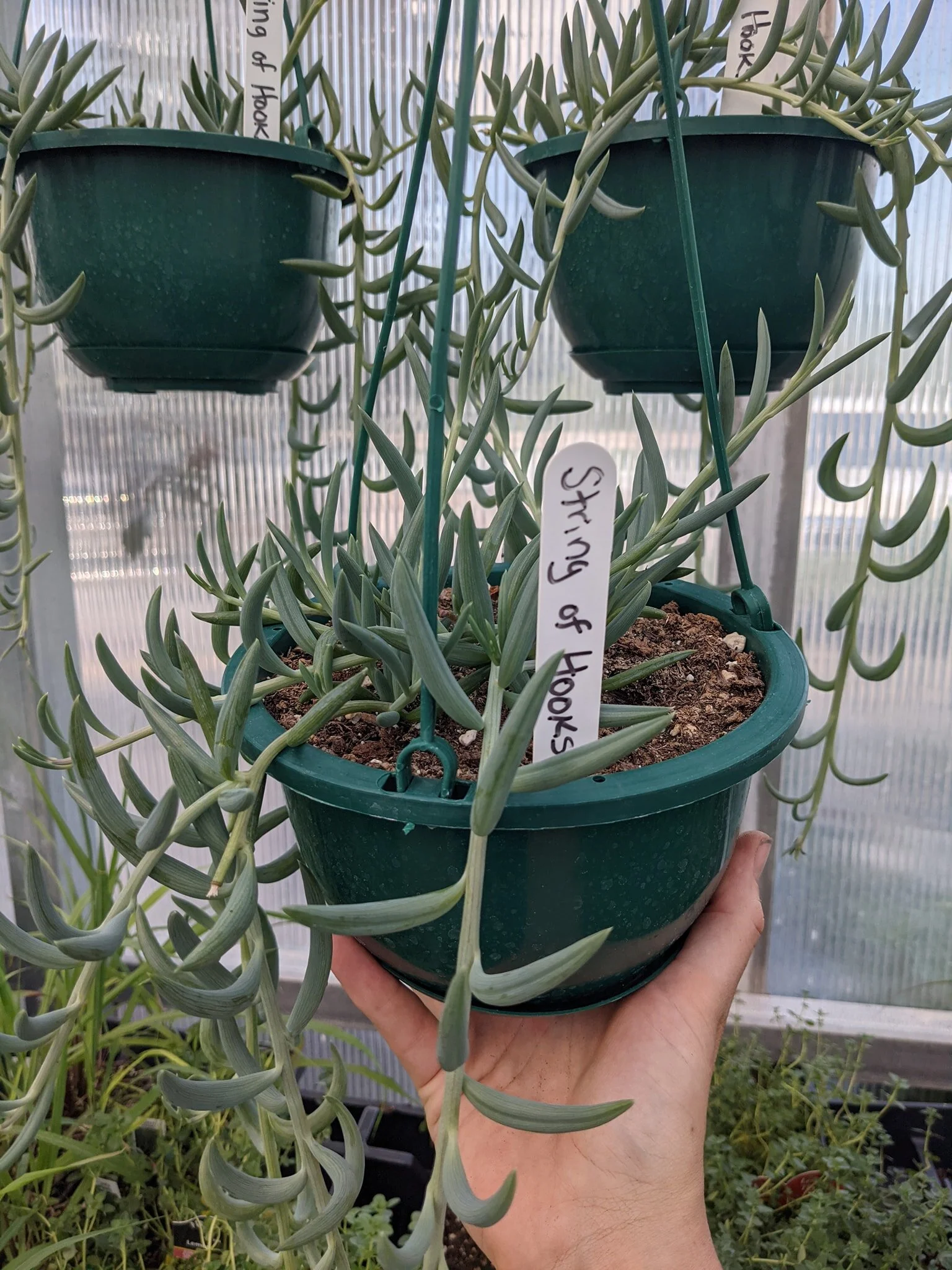 succulent 3.jpg