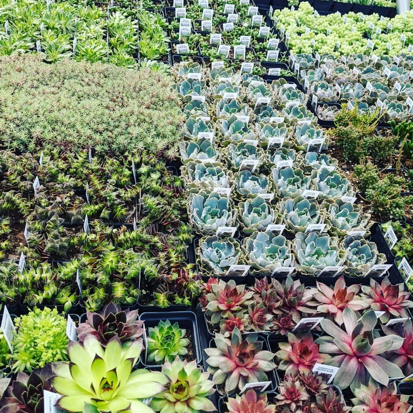 succulent+2.jpg