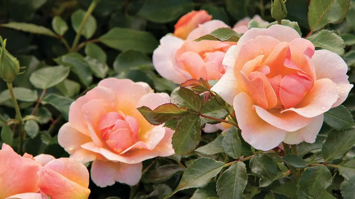 NITTY GRITTY PEACH ROSE.jpg