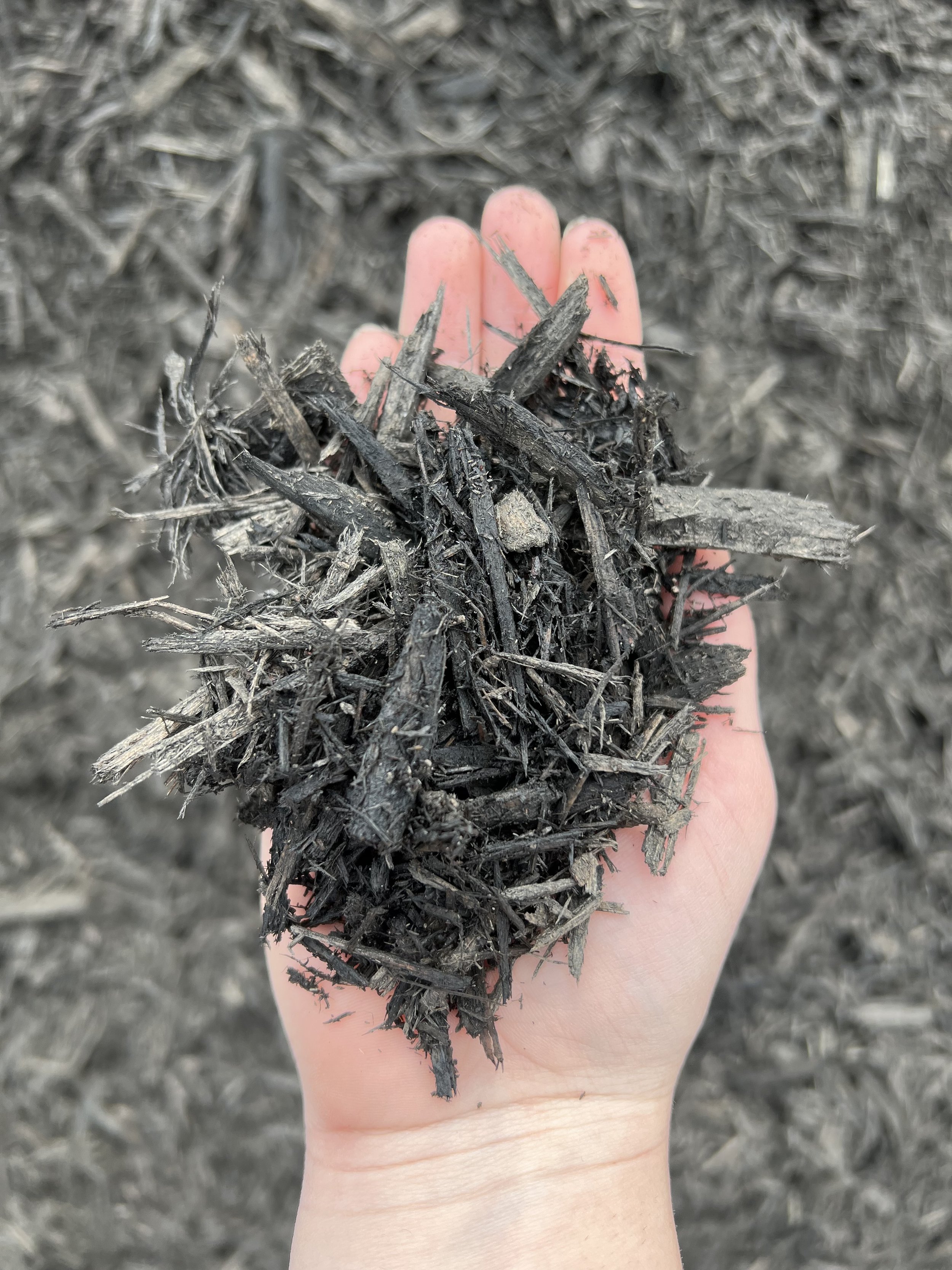 black mulch 1.JPG