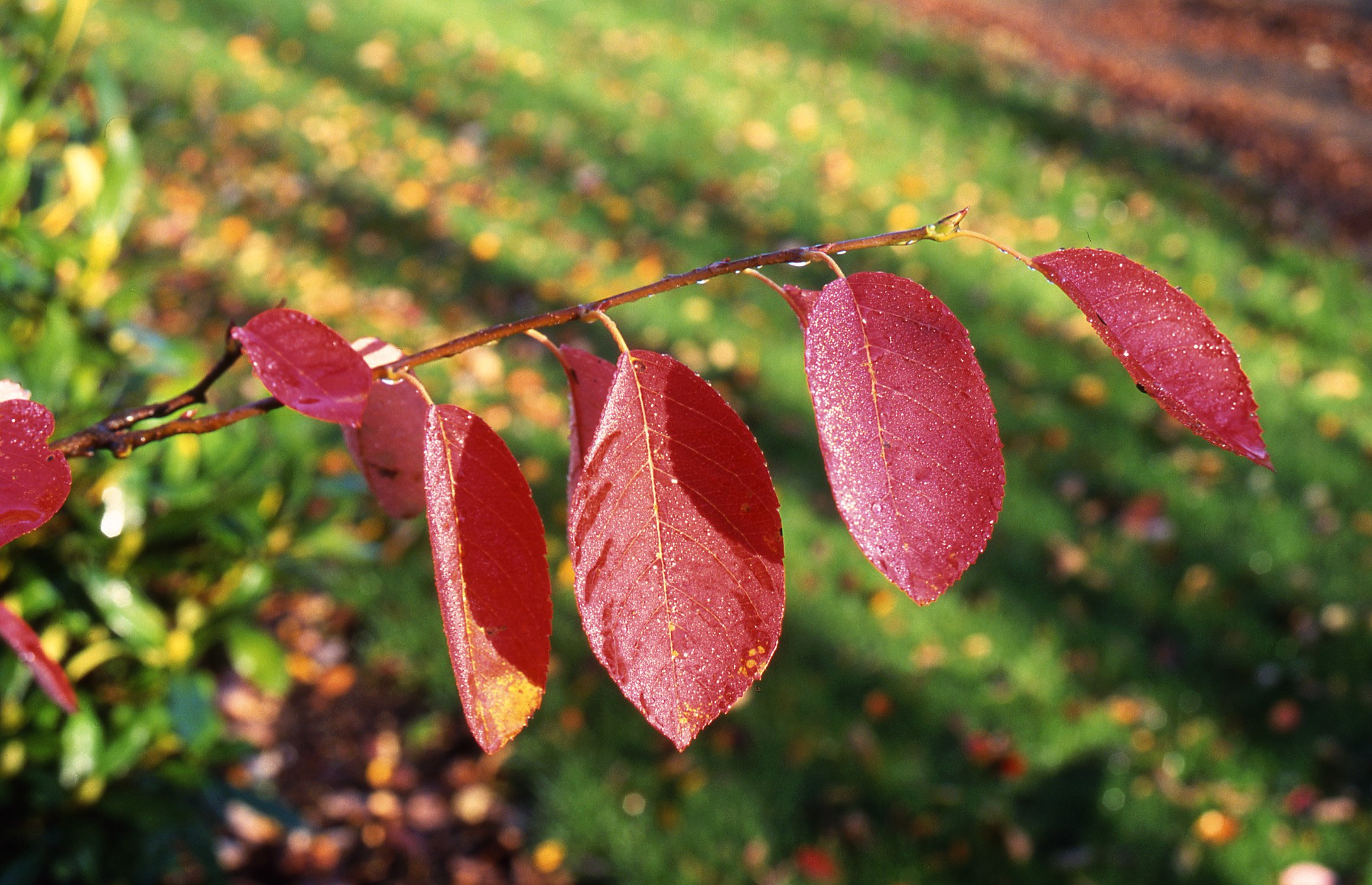 autumn brilliance 2.jfif