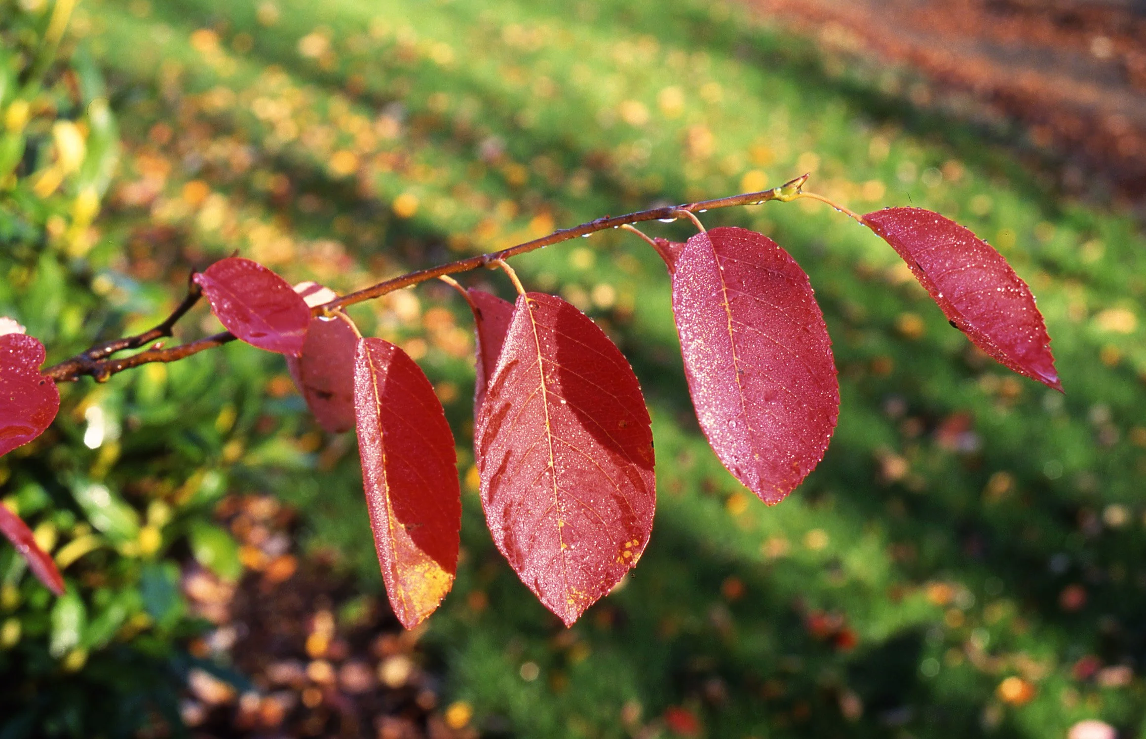autumn brilliance 2.jfif