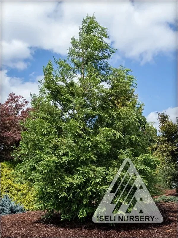 DAWN REDWOOD.jpg