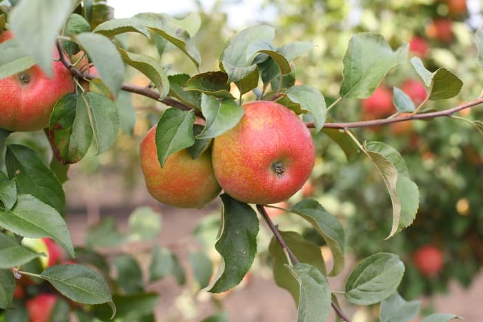 Semi-Dwarf Honeycrisp Apple