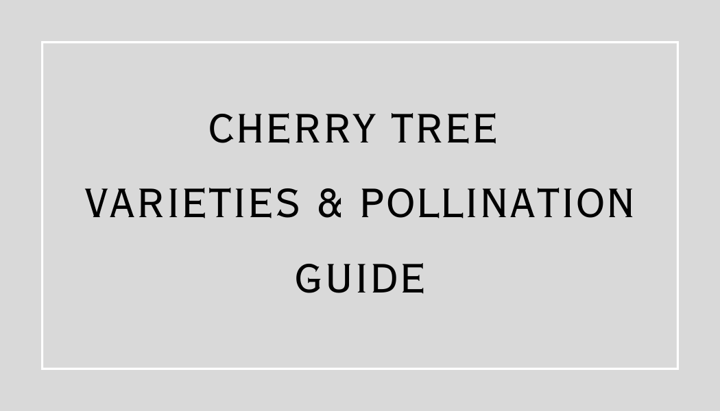 Cherry Tree Variety & Pollination Guide — Ivy Trails Gift & Garden