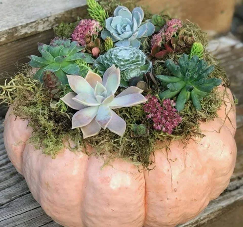 Create a Succulent Pumpkin